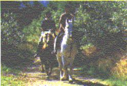 Reiten am Hennesee